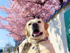 犬と桜の写真