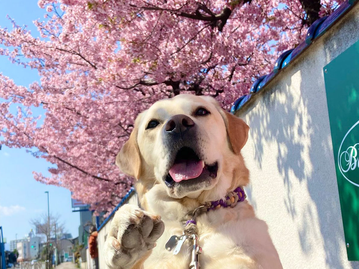 犬と桜の写真