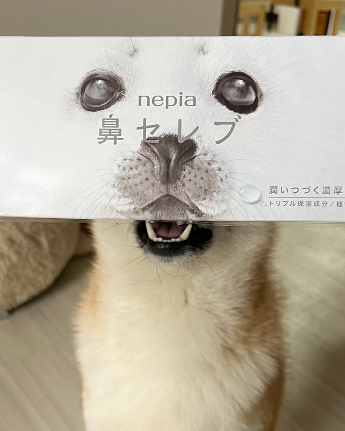 柴犬とティッシュの写真