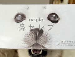 柴犬とティッシュの写真
