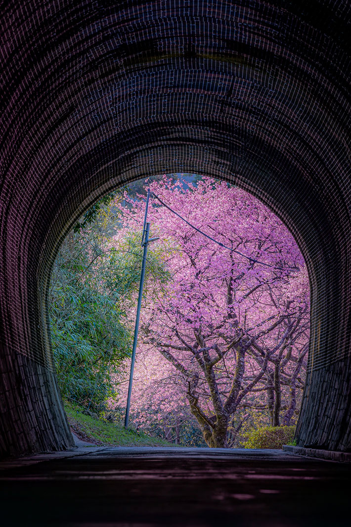 桜の画像