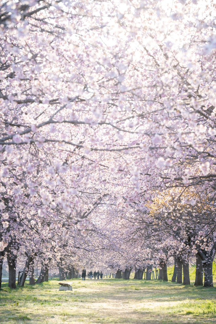 桜並木の写真