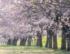 桜並木の写真