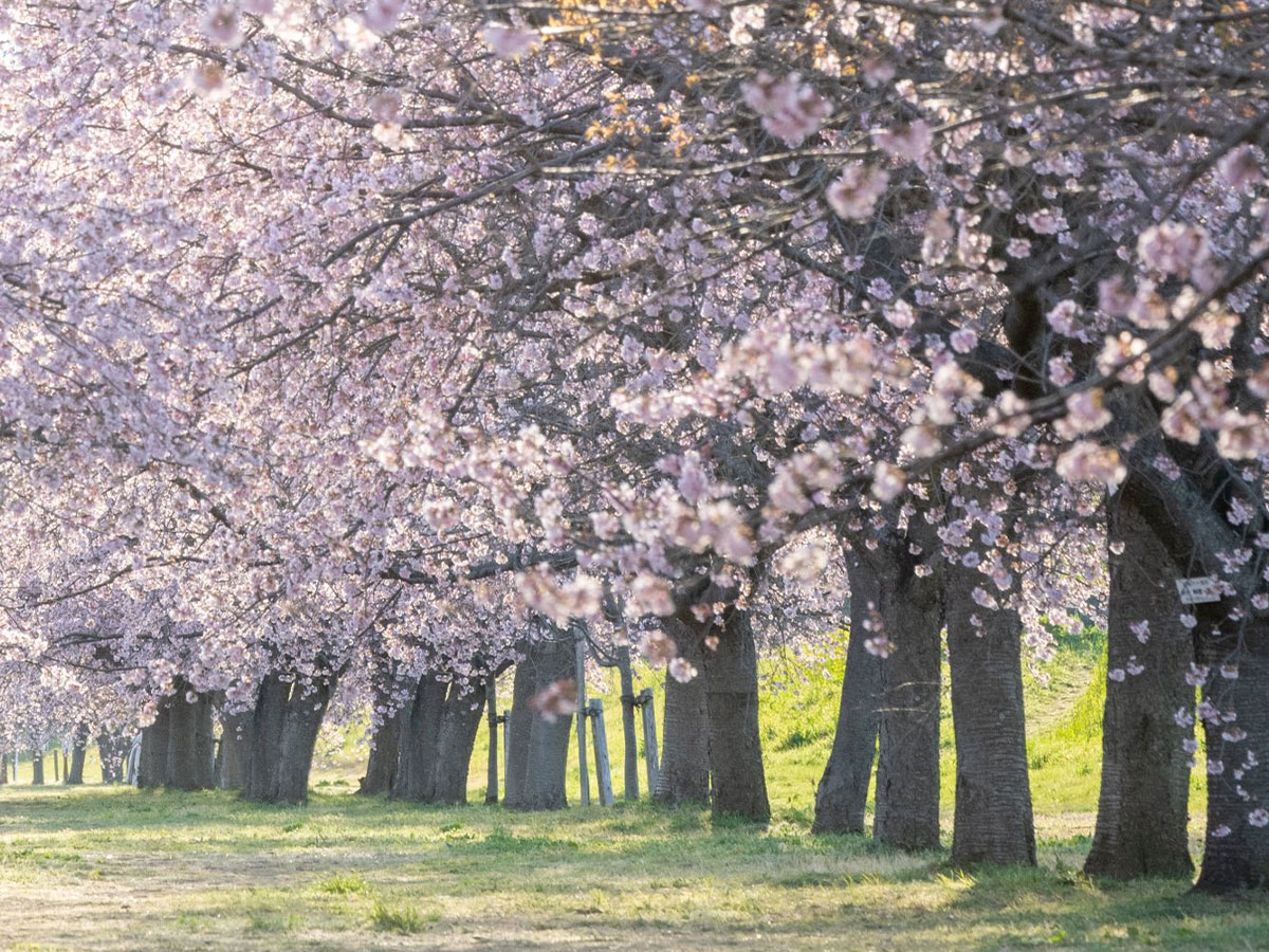 桜並木の写真