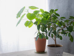 植物の写真