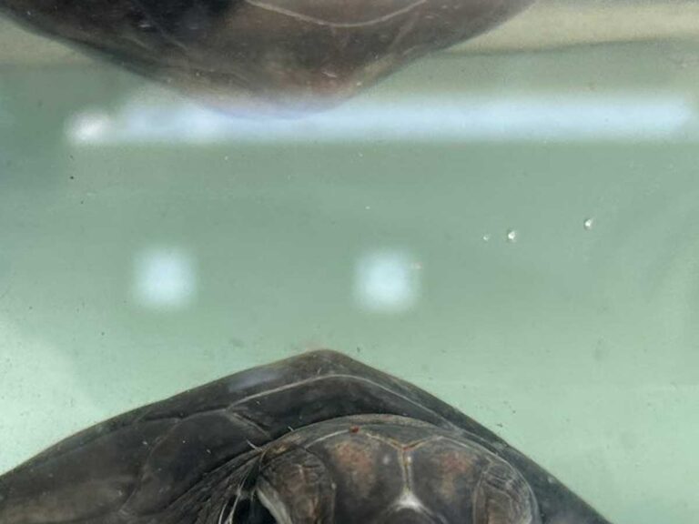 ウミガメの写真