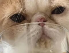 jinpachi_nekoさんの投稿動画