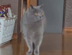 panisiitiさんの投稿動画