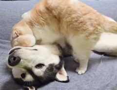 hachicj6さんの投稿動画
