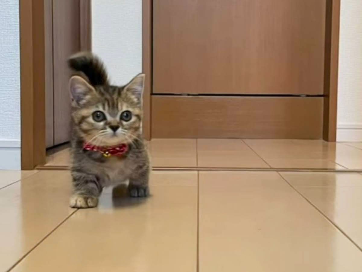 子猫の写真