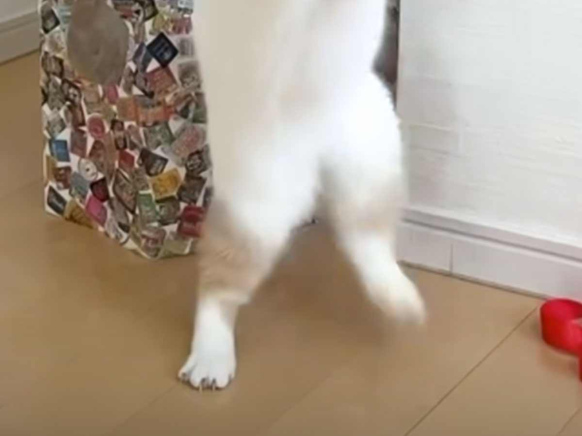 ボールで遊ぶ猫の写真