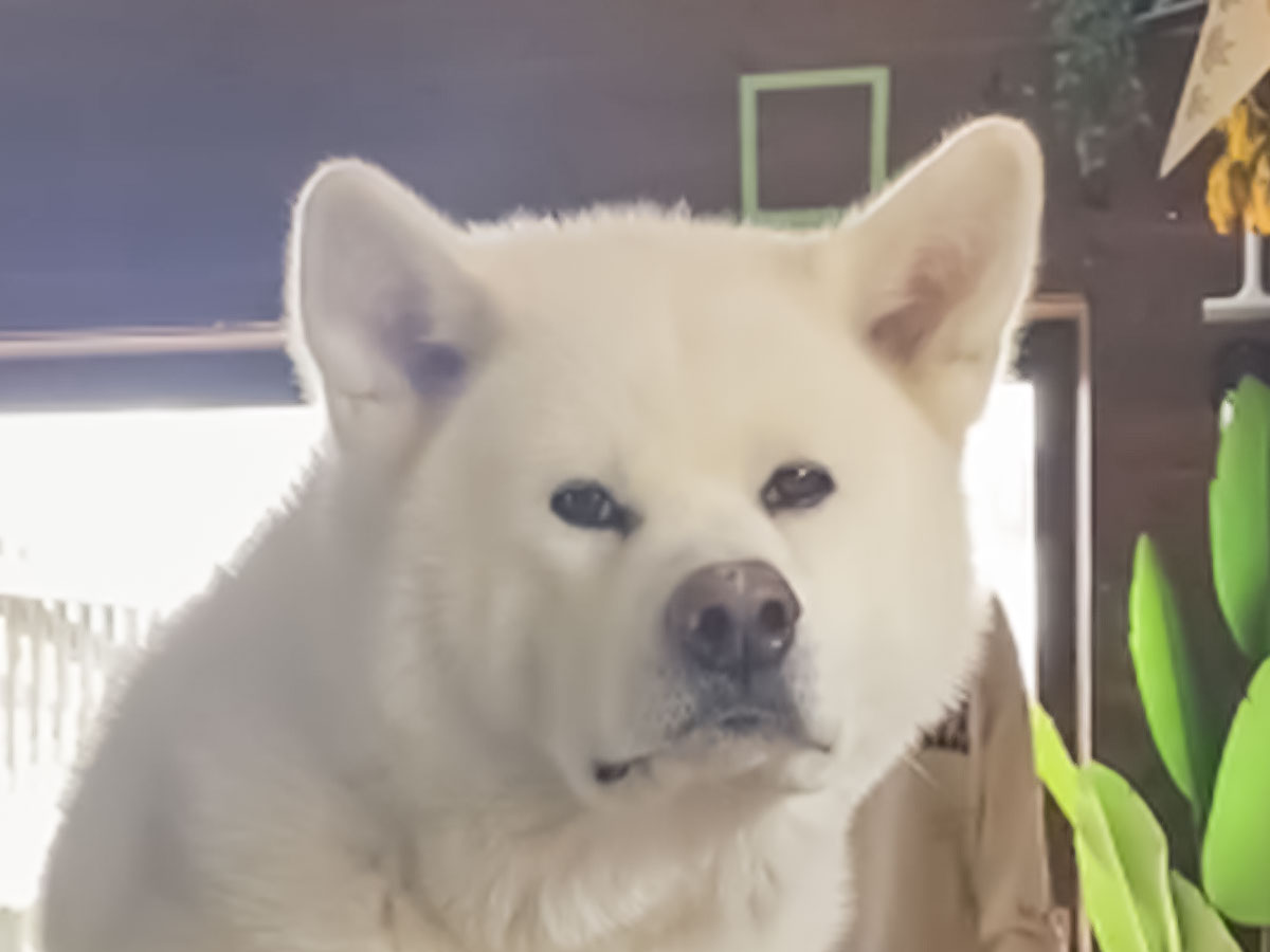 白い犬の写真