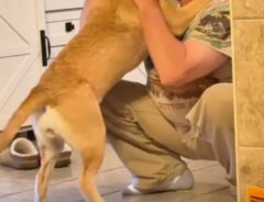 男性に抱きつく犬の写真