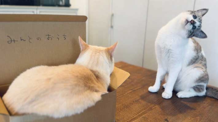 猫の写真