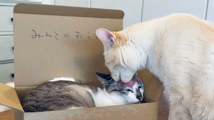猫の写真