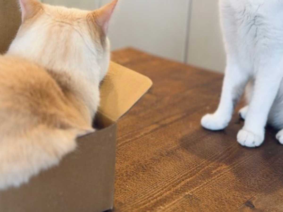 猫の写真