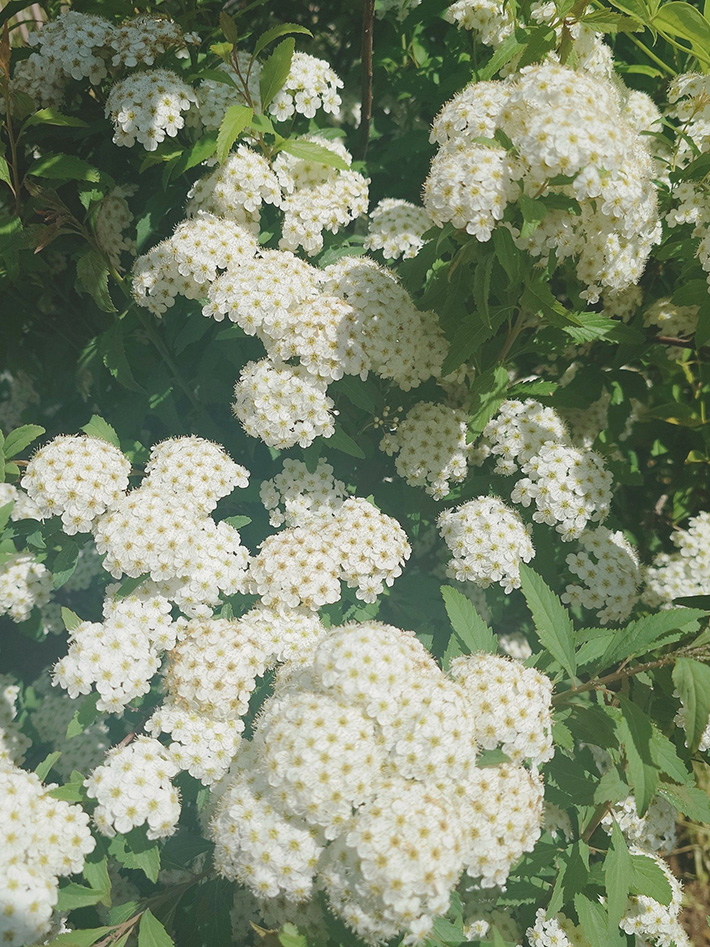 花の写真