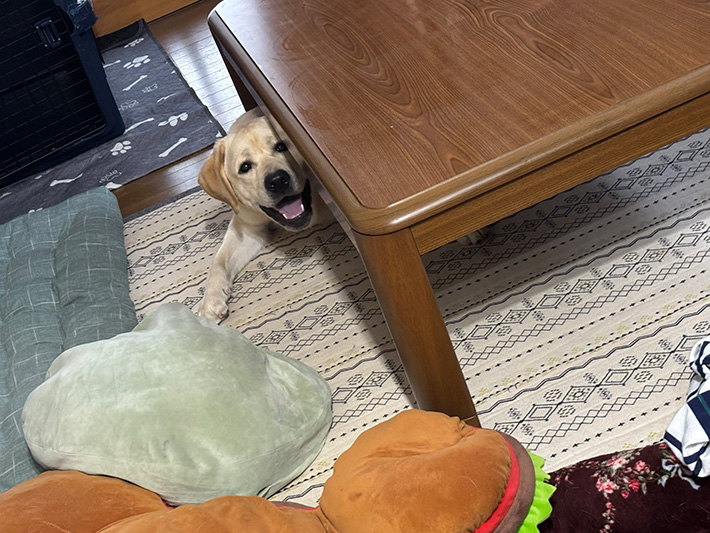 犬の写真