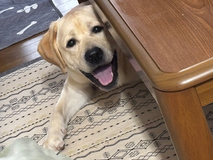 犬の写真