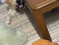 犬の写真