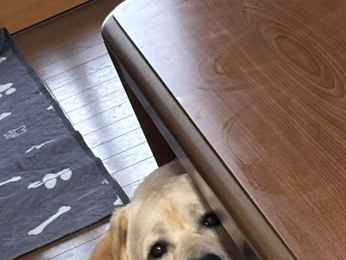 犬の写真