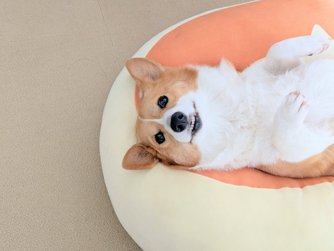 コーギー