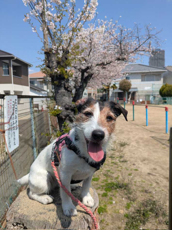 犬の画像