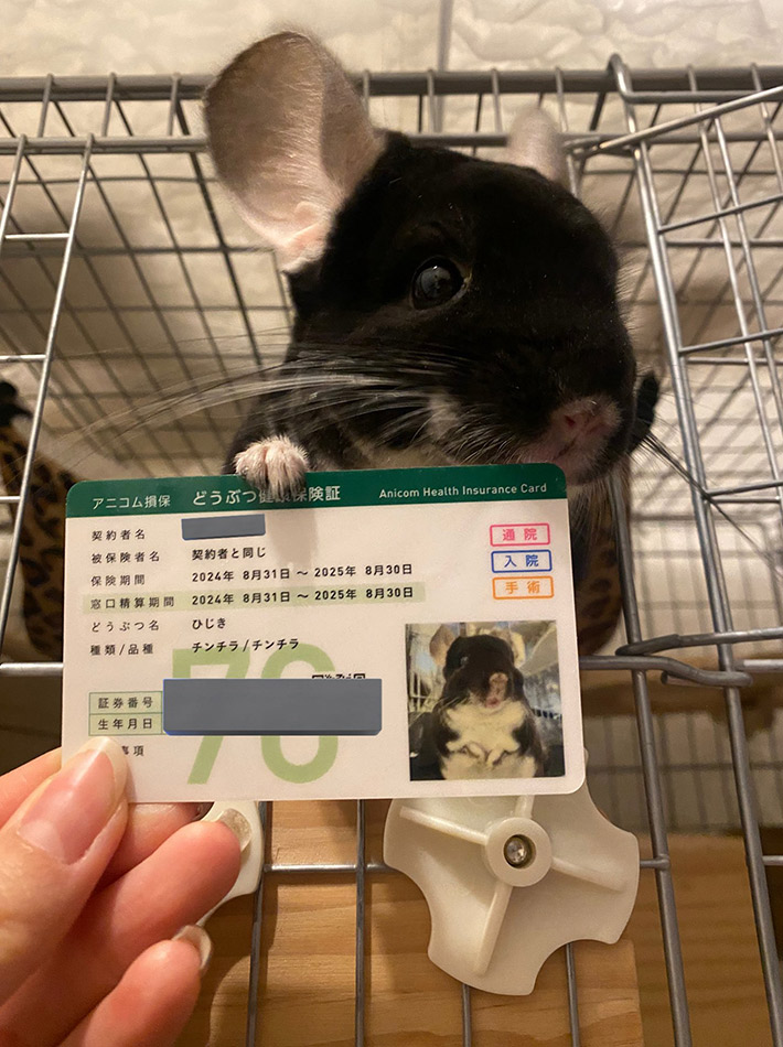 @Hey_Hijikiさんと暮らす、チンチラのひじきくんと保険証