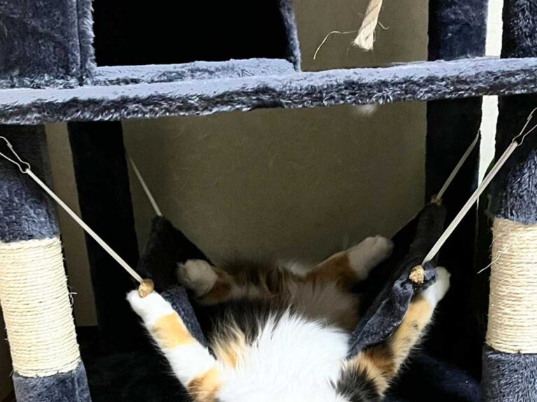 猫の画像
