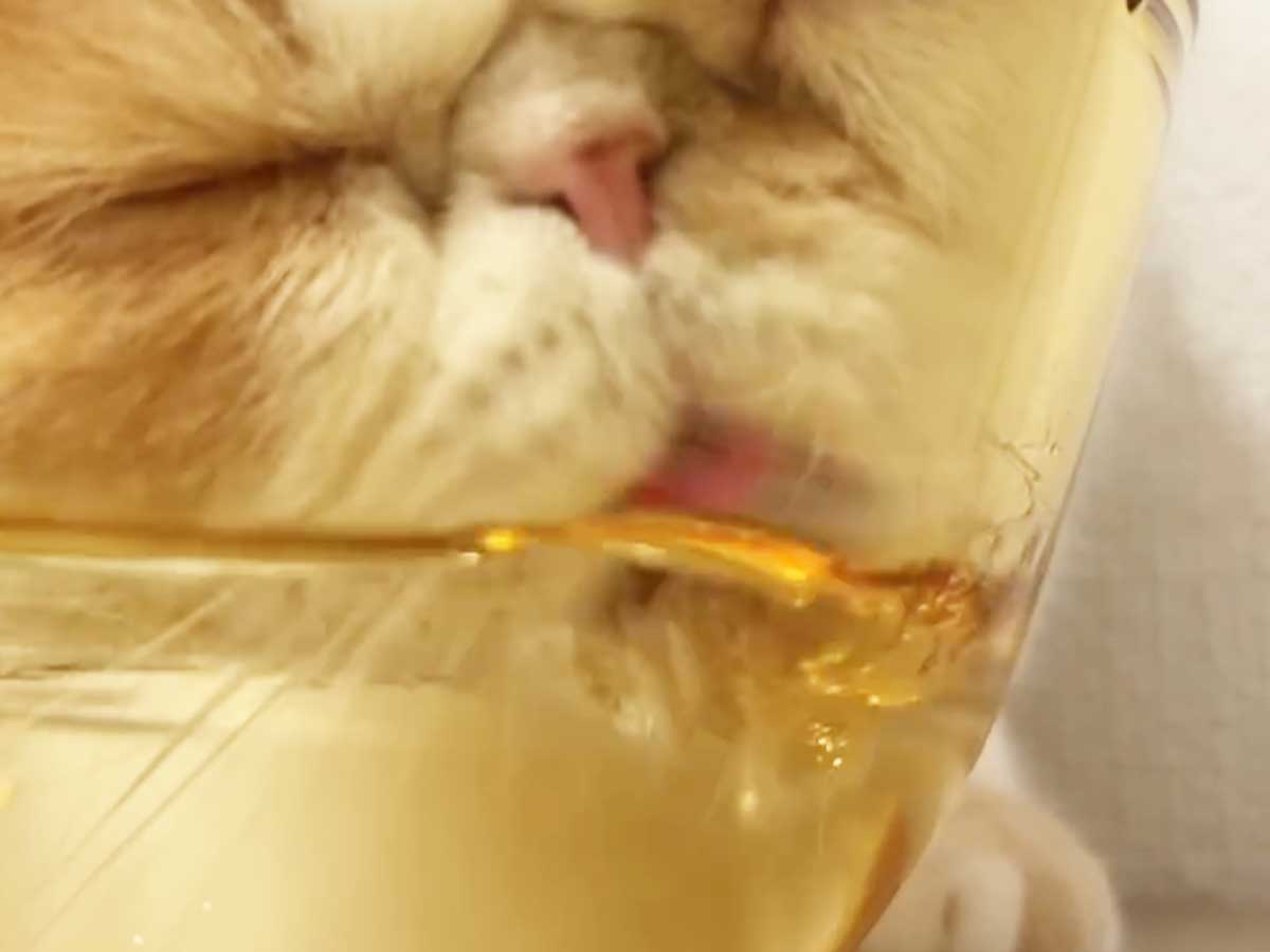 猫の写真