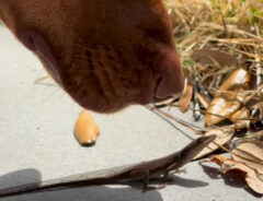 茶色の犬の写真