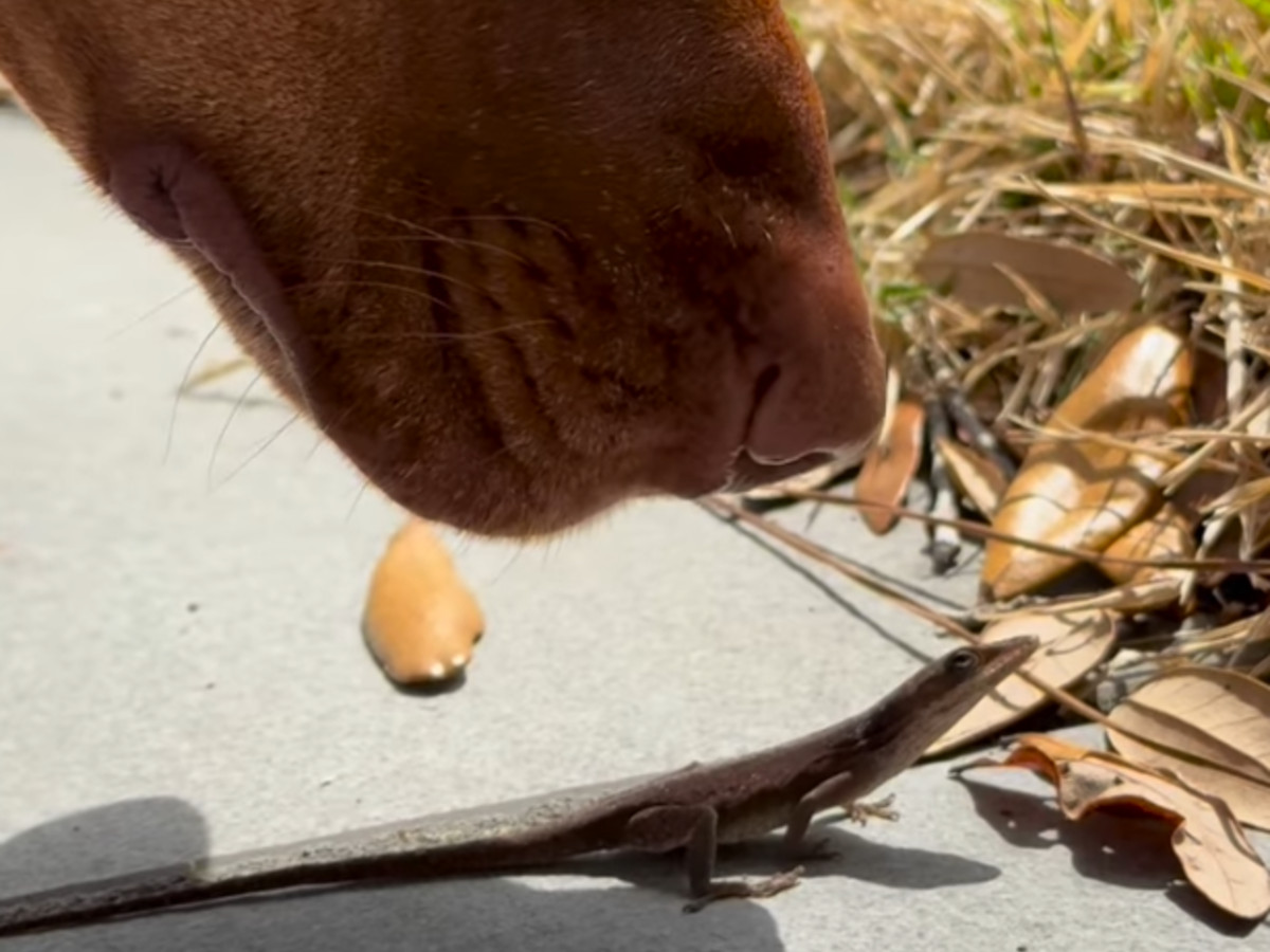 茶色の犬の写真