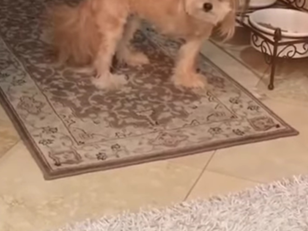 犬の写真