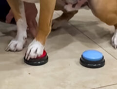 ボタンを押す犬の写真
