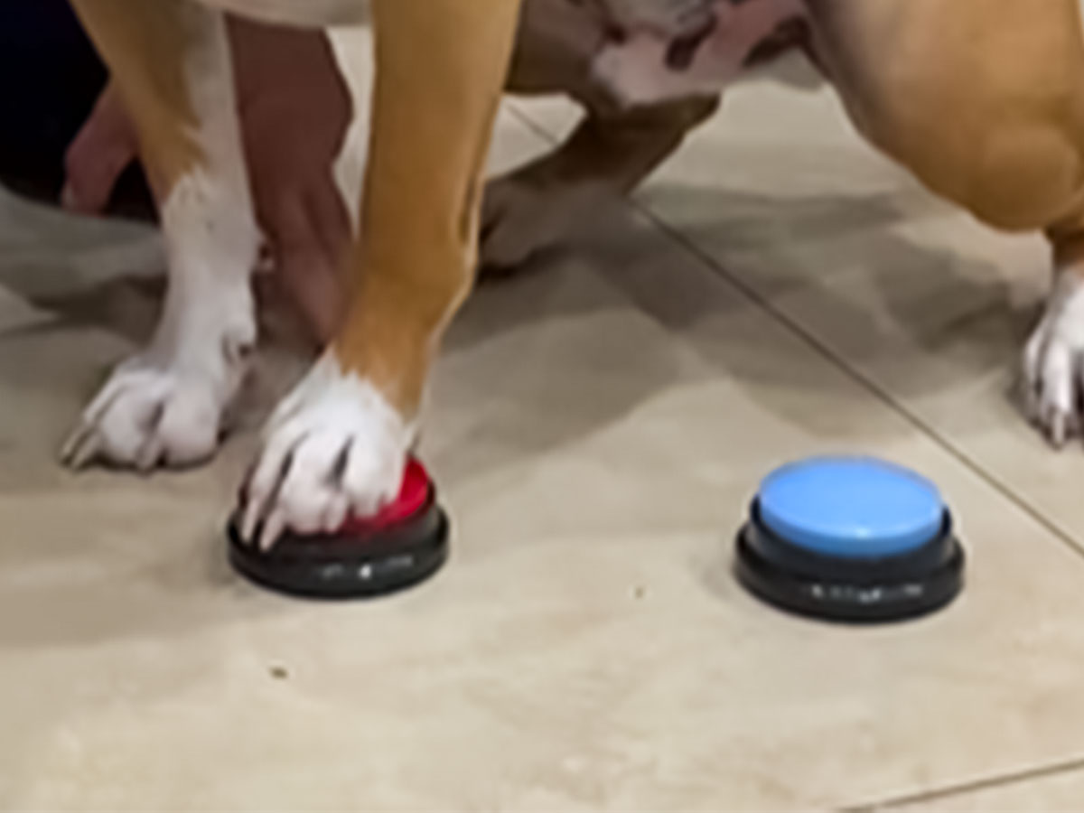 ボタンを押す犬の写真