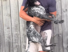 犬と男性の写真