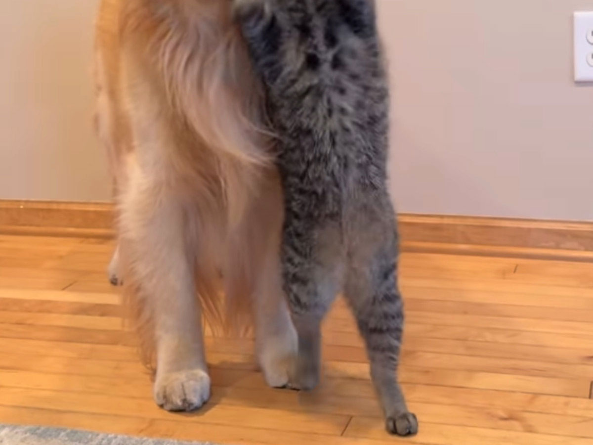ゴールデンレトリバーと猫の写真