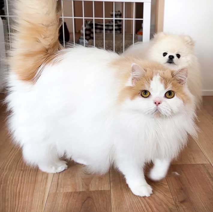 猫とポメラニアン