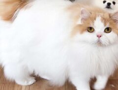 猫とポメラニアン