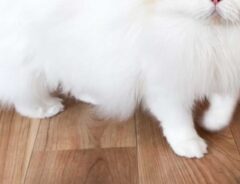 猫とポメラニアン