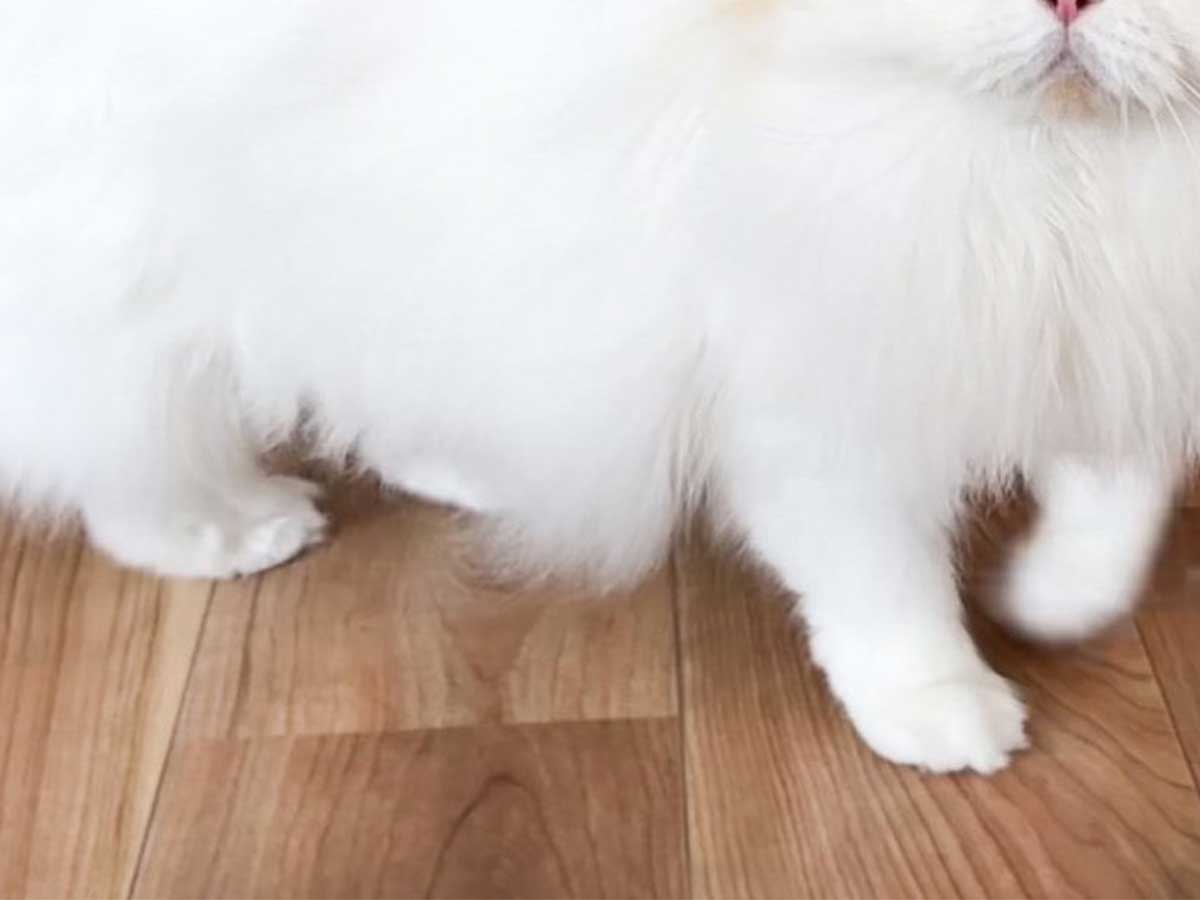 猫とポメラニアン