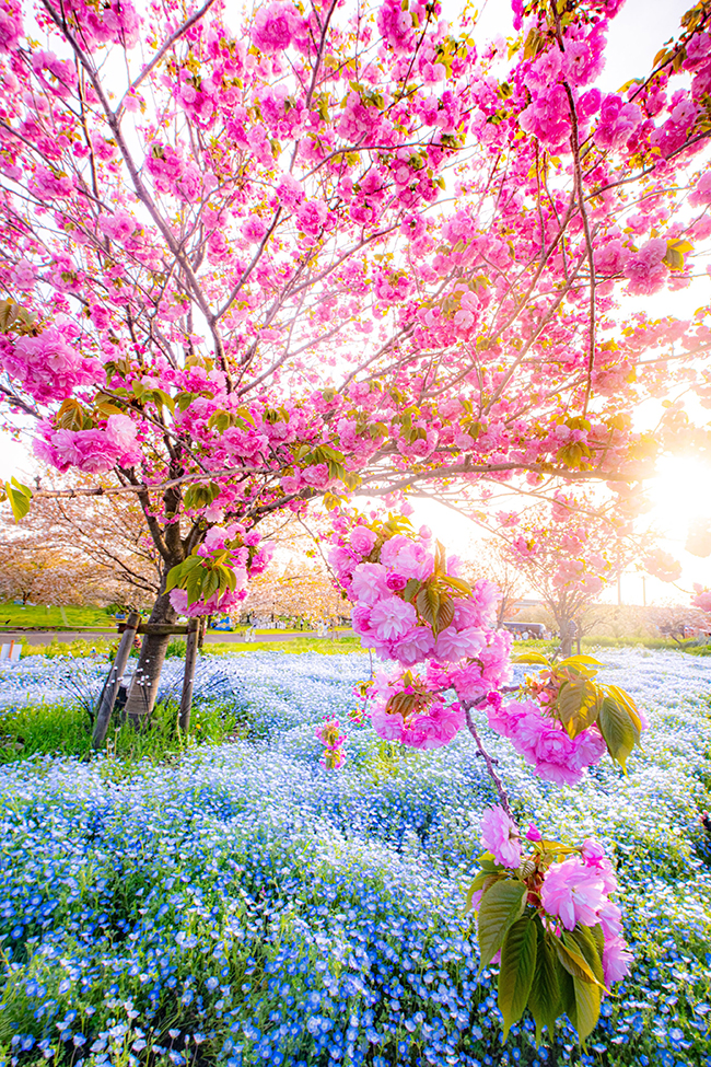 八重桜とネモフィラ