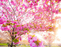 八重桜とネモフィラ