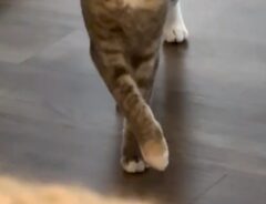 猫の脚の写真