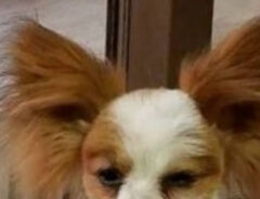 犬の写真