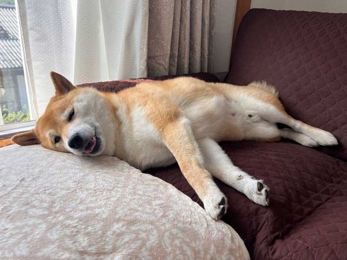 リラックスした柴犬