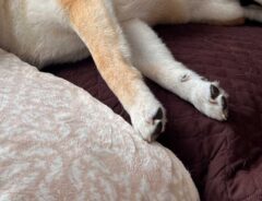 柴犬の脚