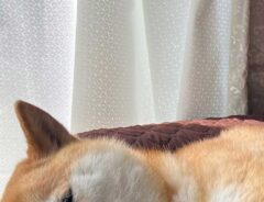 リラックスした柴犬