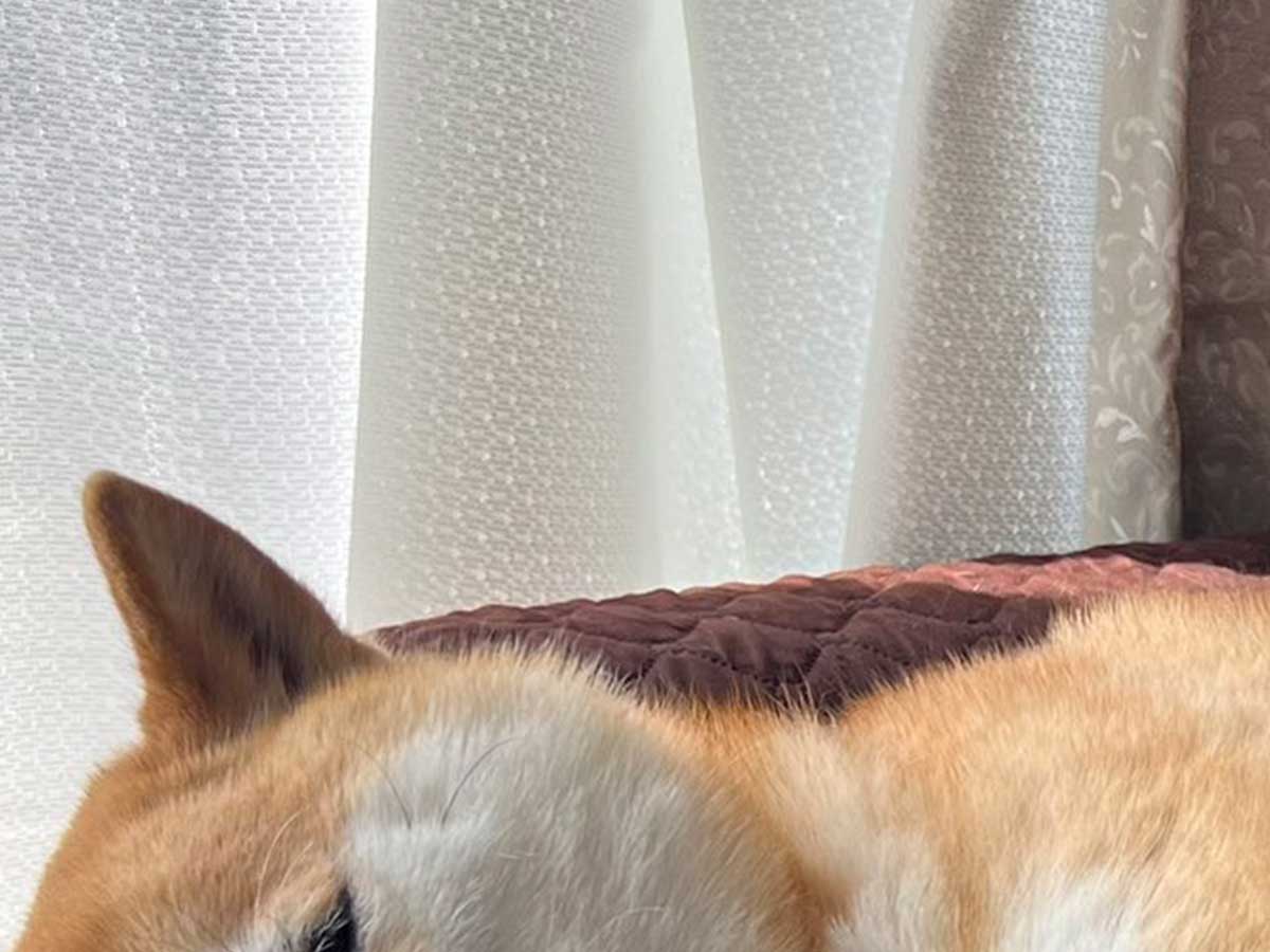 リラックスした柴犬