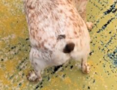 犬のお尻の写真